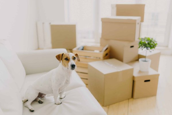 Quels styles de chaussures plates sont recommandés pour une soirée où l'on doit beaucoup se déplacer?